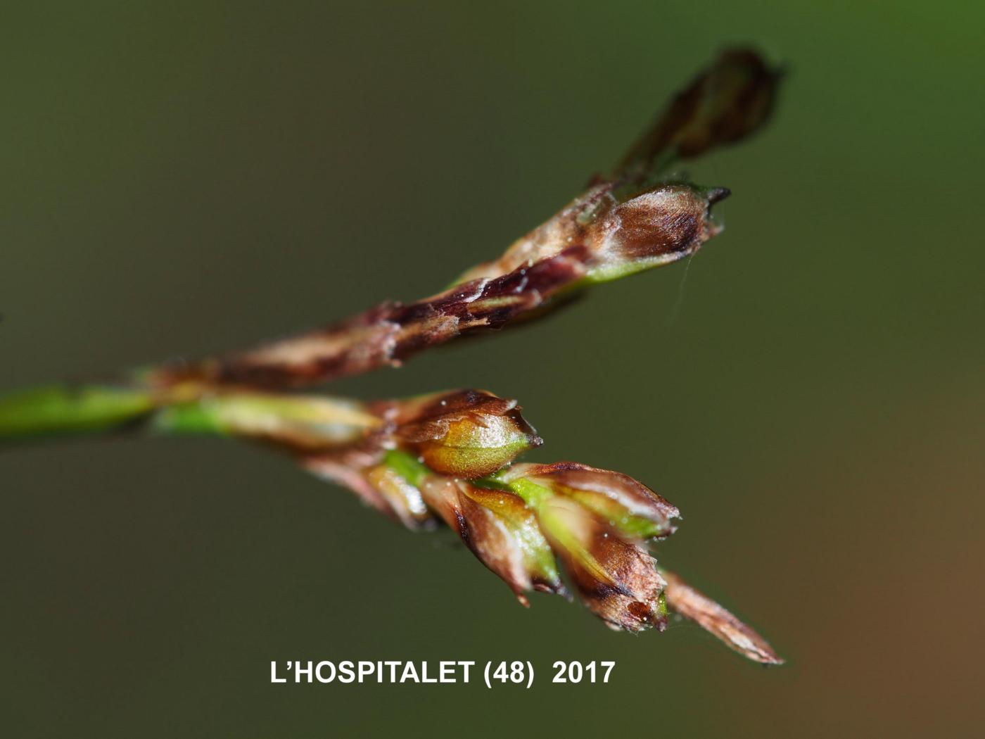 Sedge, Fingered flower